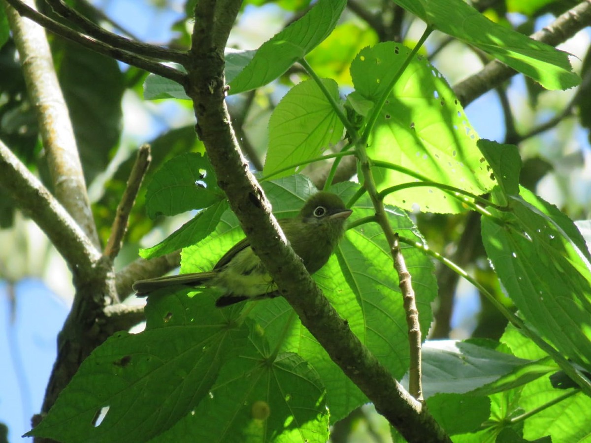 Eye-ringed Flatbill - ML174717641