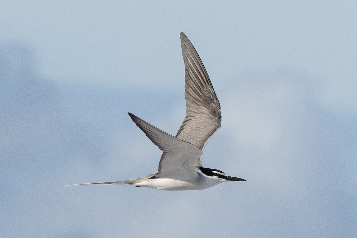 Gray-backed Tern - Eric VanderWerf