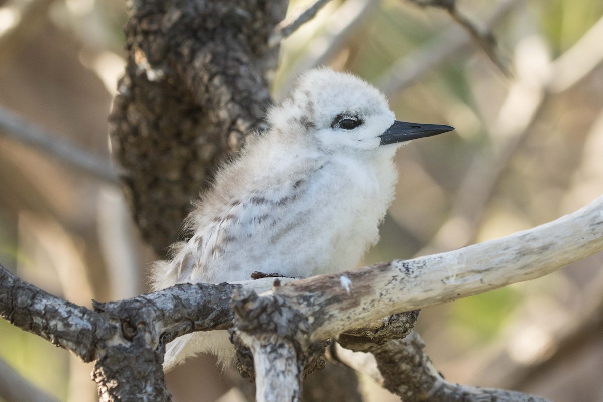 White Tern - ML174718121