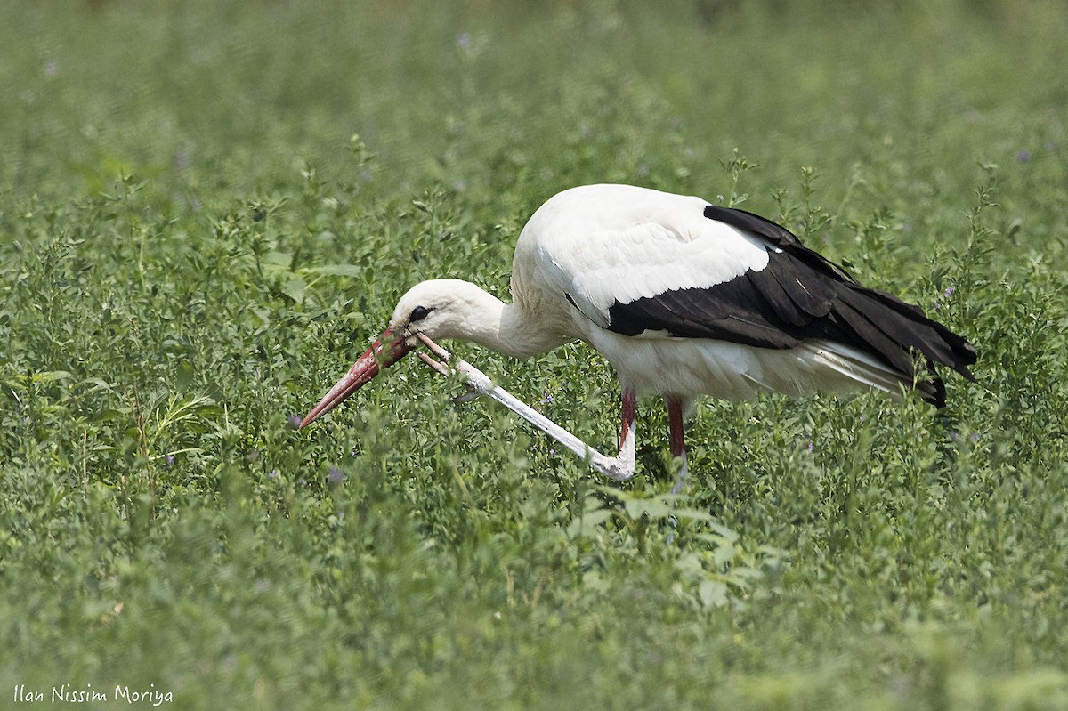 White Stork - ML174718341