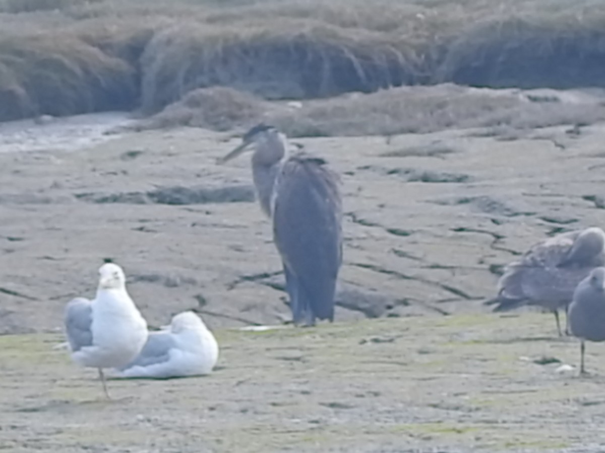 Great Blue Heron - ML174718541