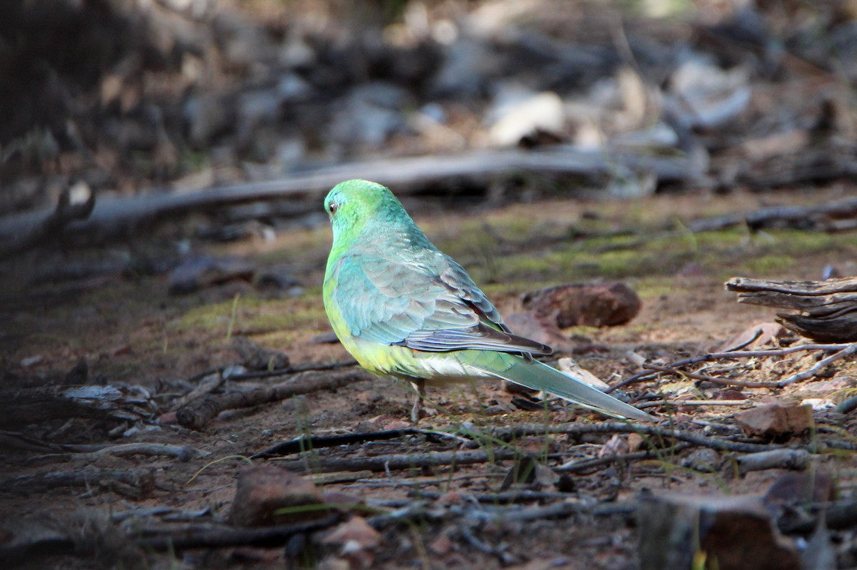 Red-rumped Parrot - ML174718651