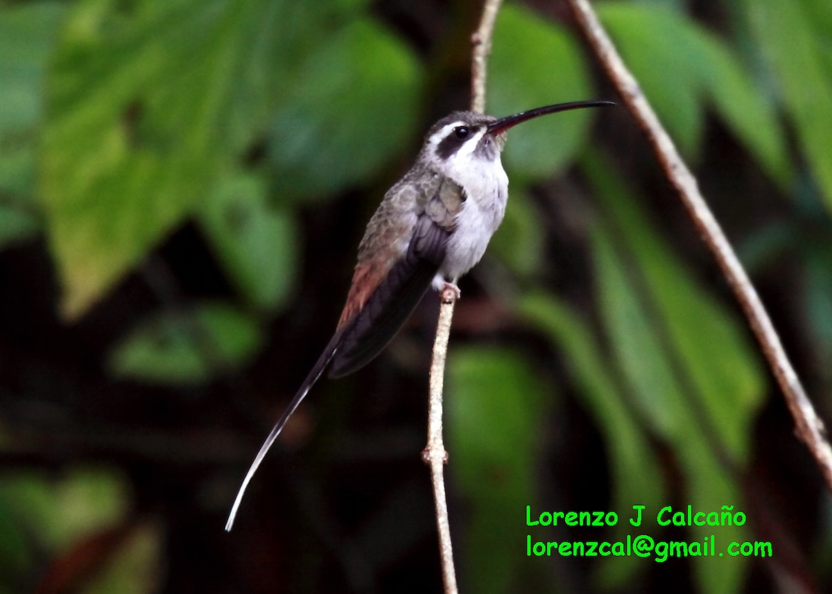 Sooty-capped Hermit - Lorenzo Calcaño