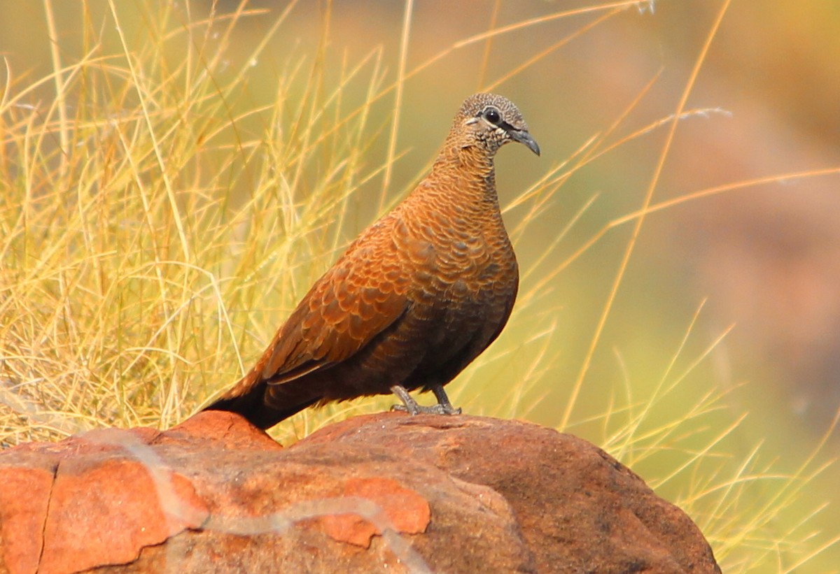 White-quilled Rock-Pigeon - ML174720151