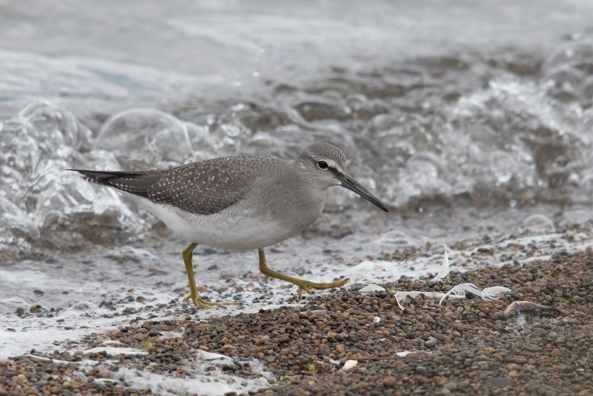 Gray-tailed Tattler - ML174721061