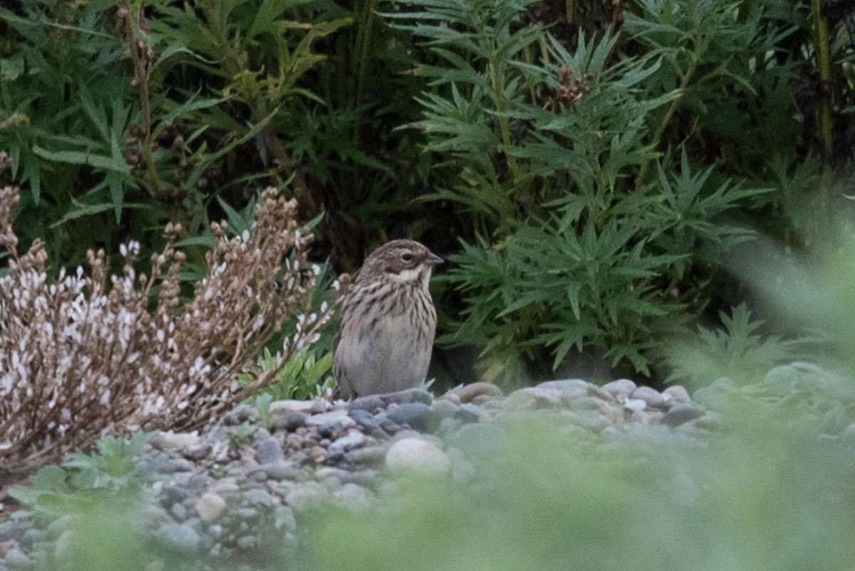 Pallas's Bunting - ML174721081