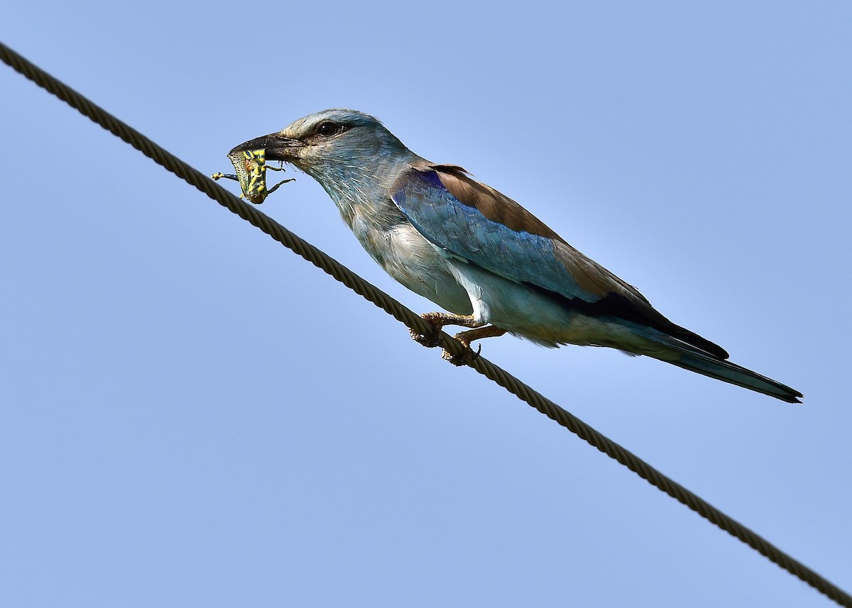 European Roller - Narender Khaira