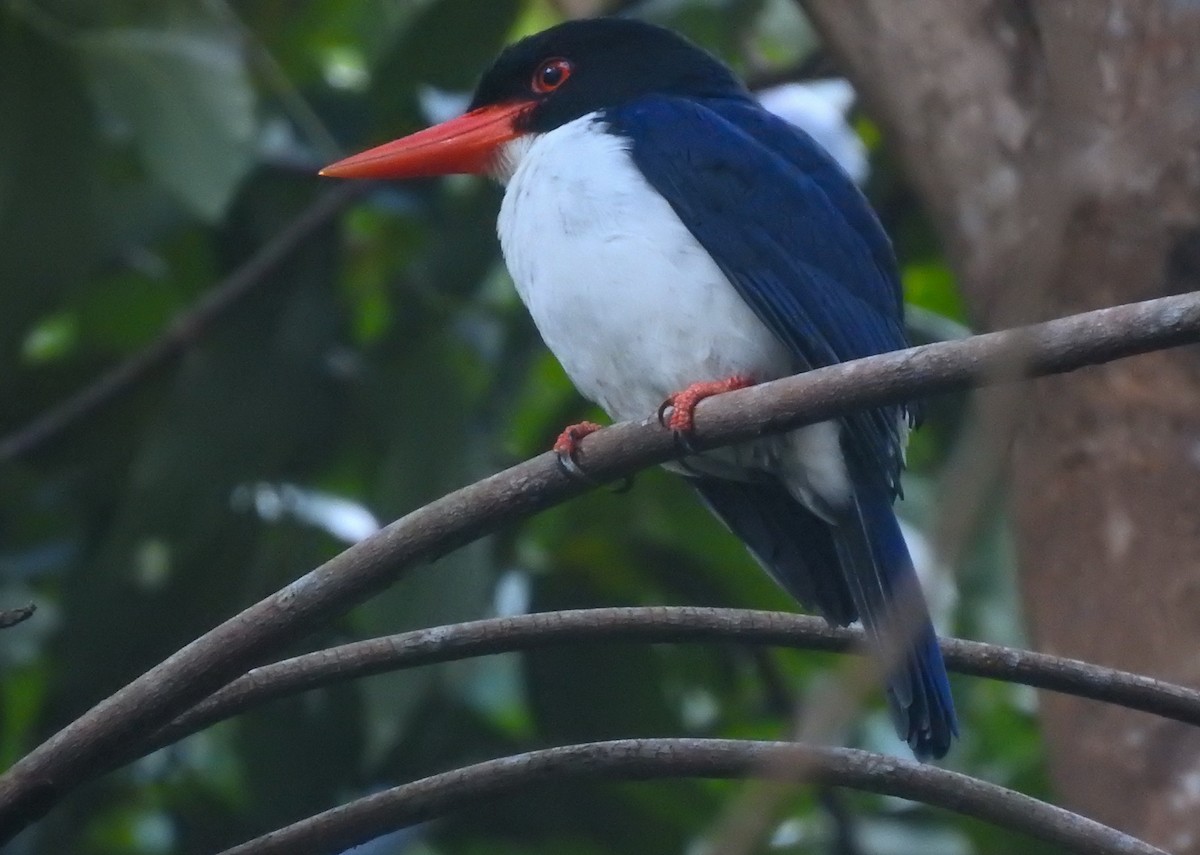 White-rumped Kingfisher - ML174722311