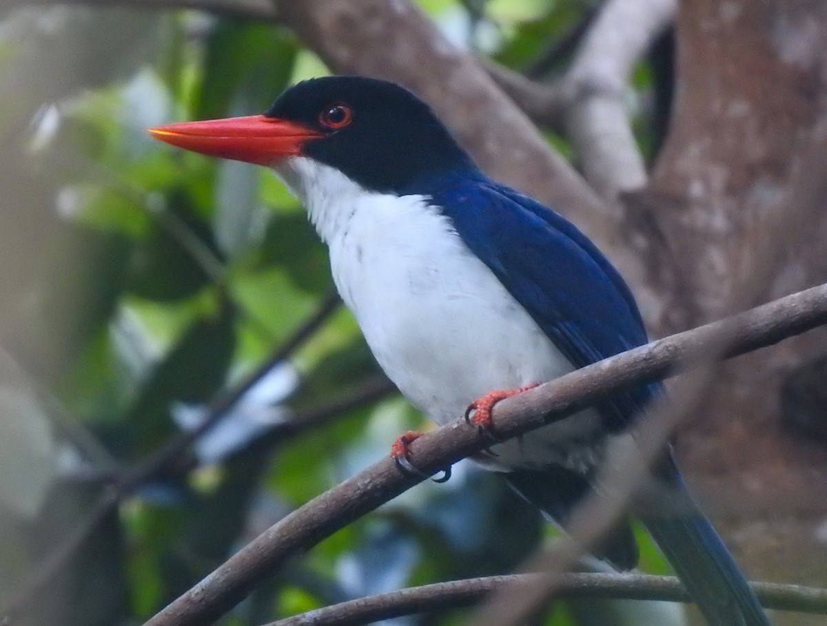 White-rumped Kingfisher - ML174722321