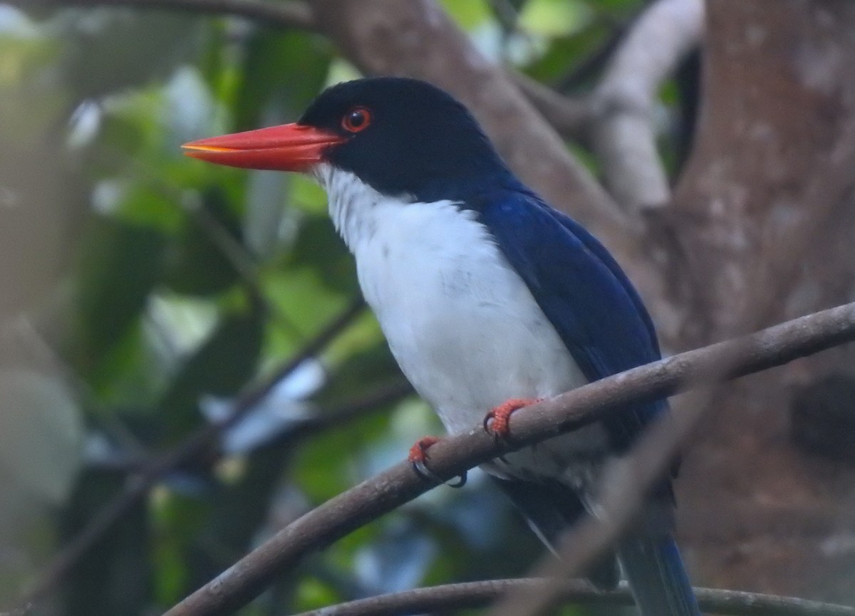 White-rumped Kingfisher - ML174722331