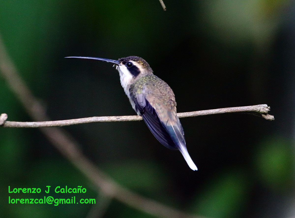 Pale-bellied Hermit - Lorenzo Calcaño