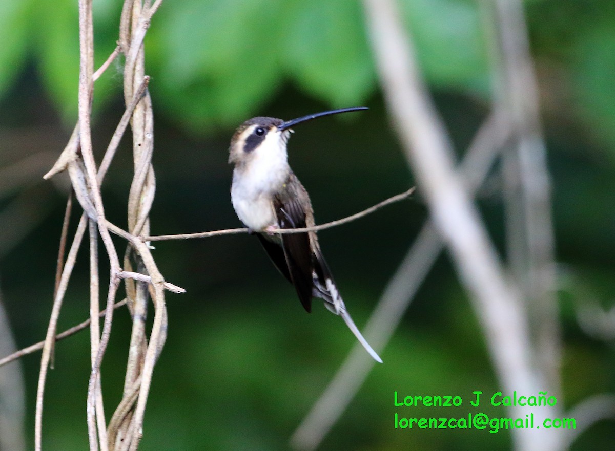 Pale-bellied Hermit - ML174722901