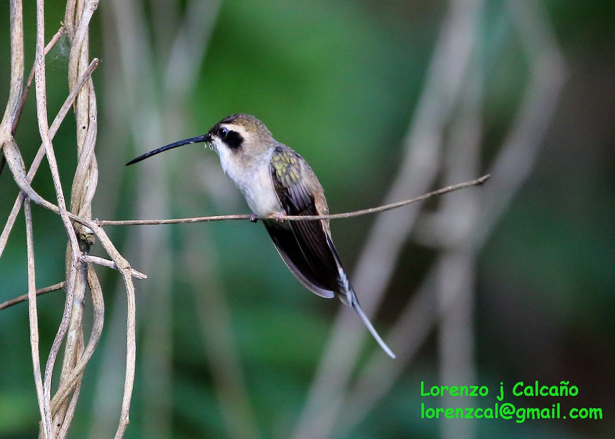 Pale-bellied Hermit - ML174722911