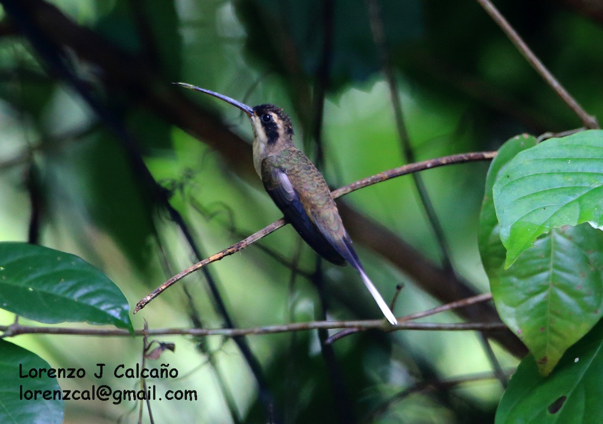 Pale-bellied Hermit - ML174723011