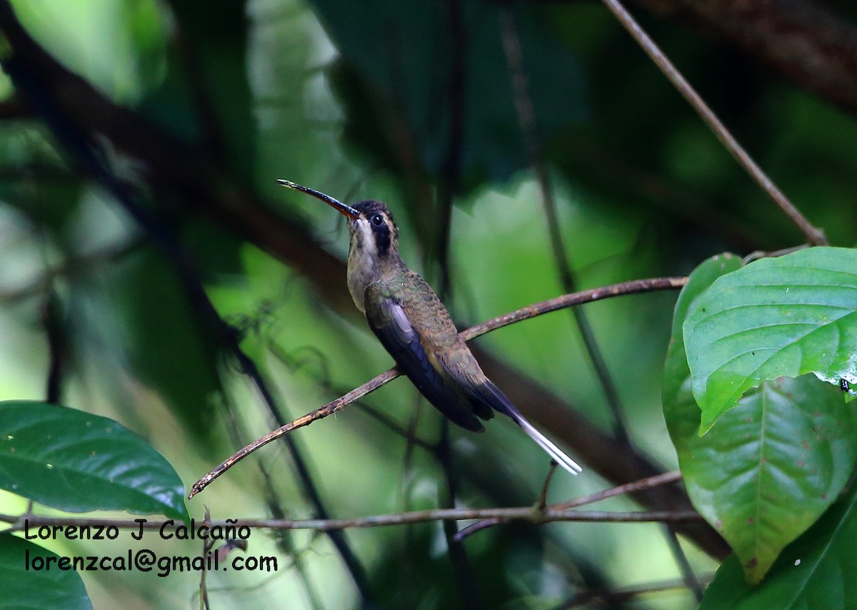 Pale-bellied Hermit - ML174723031