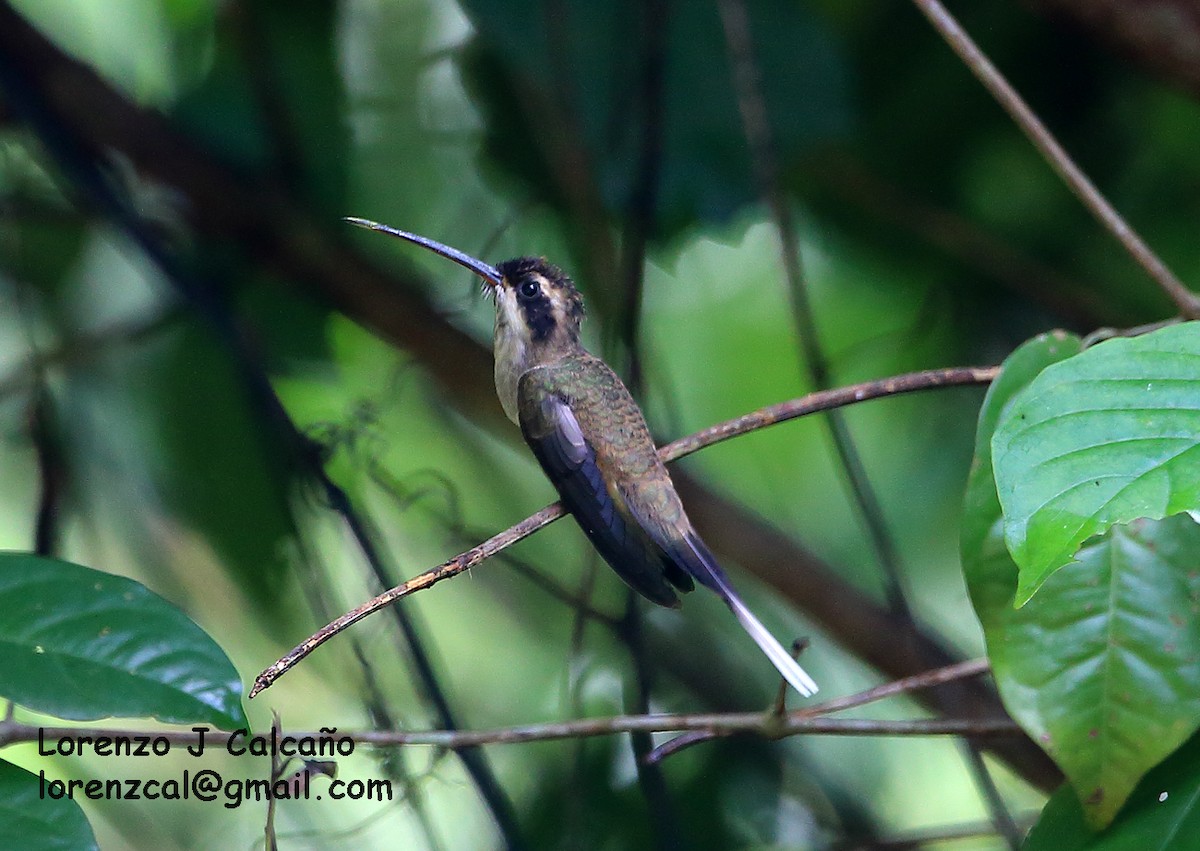 Pale-bellied Hermit - ML174723051