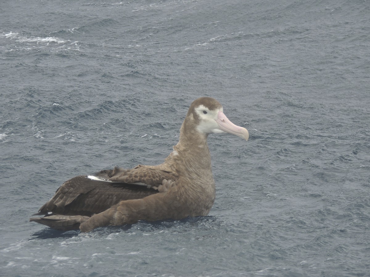 Albatros Viajero/de Tristán de Acuña/de las Antípodas - ML174725801