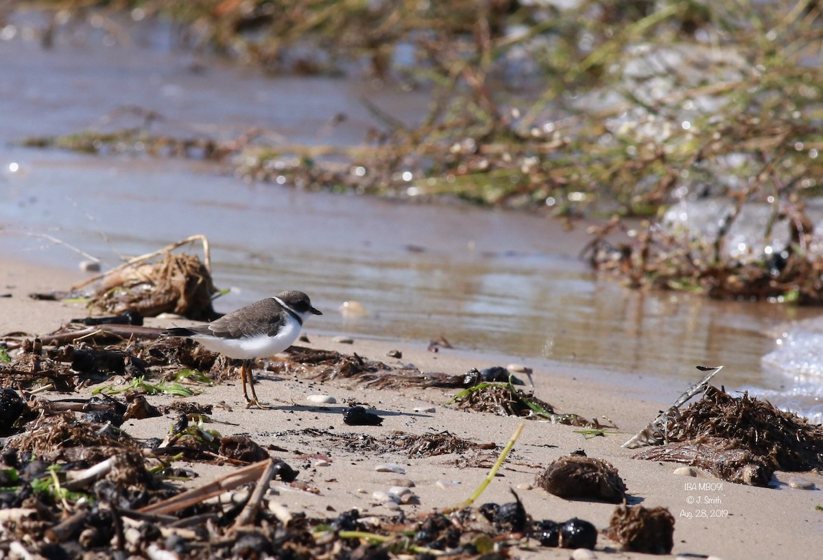 Semipalmated Plover - ML174727161