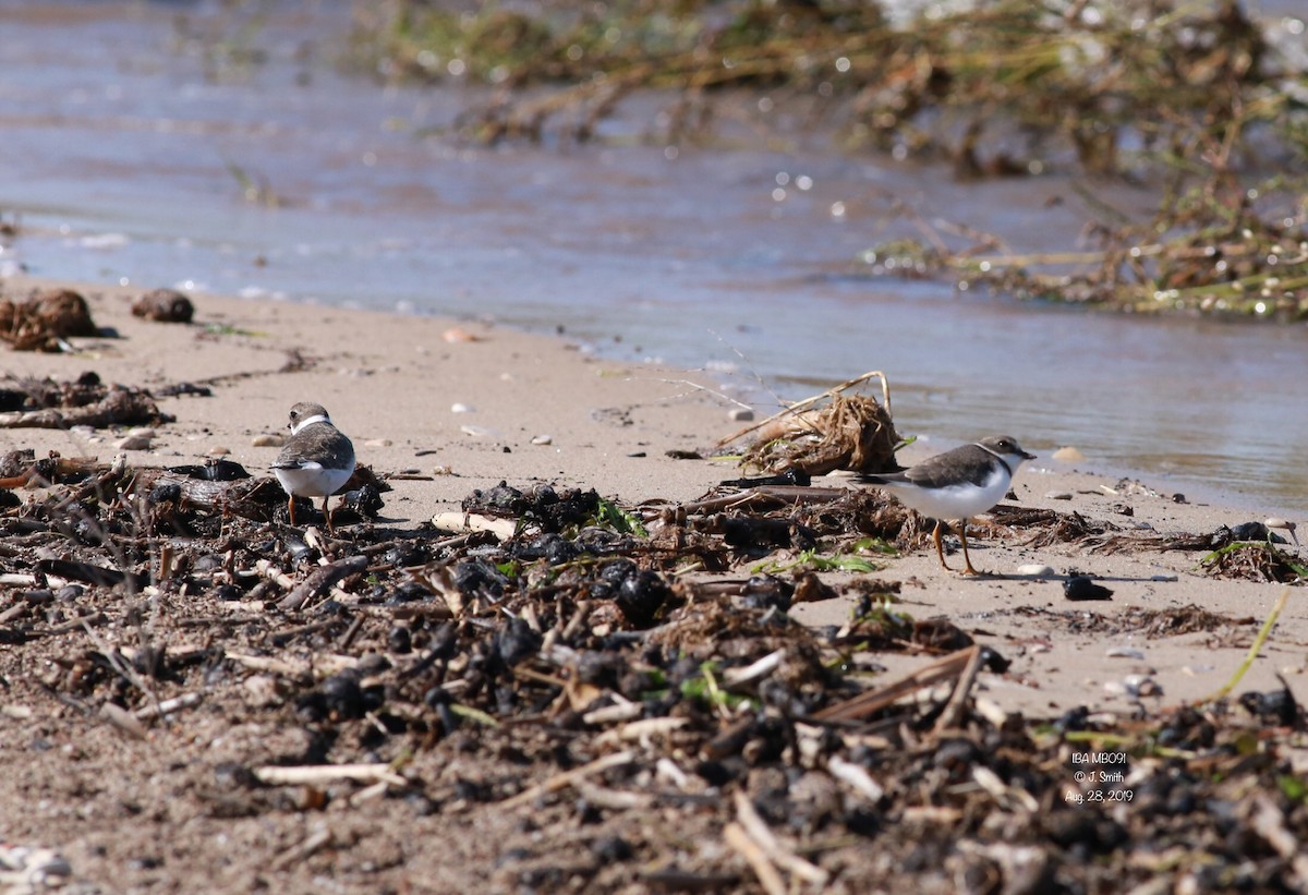Semipalmated Plover - ML174727171