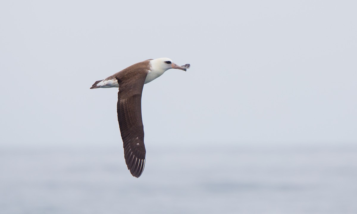Laysan Albatross - Steve Kelling