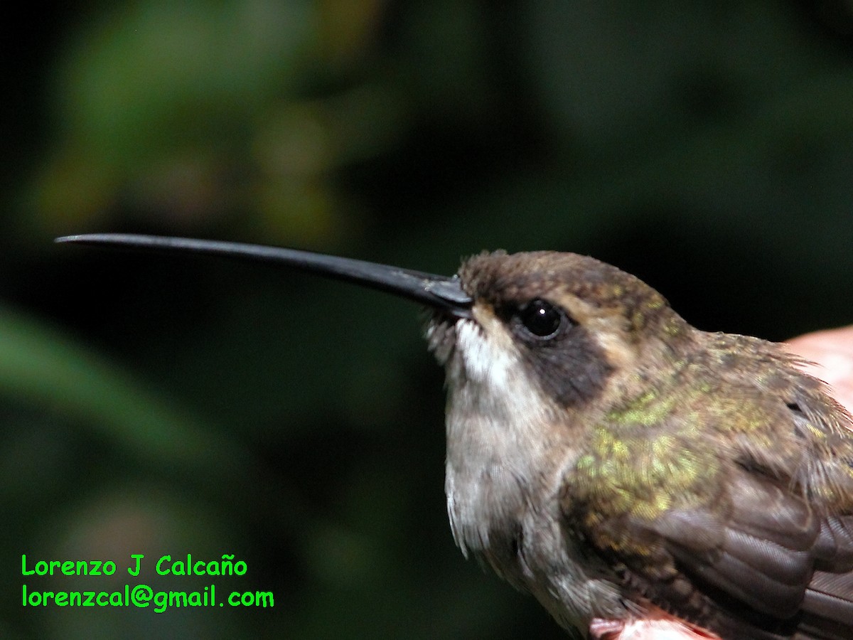 Pale-bellied Hermit - ML174728341