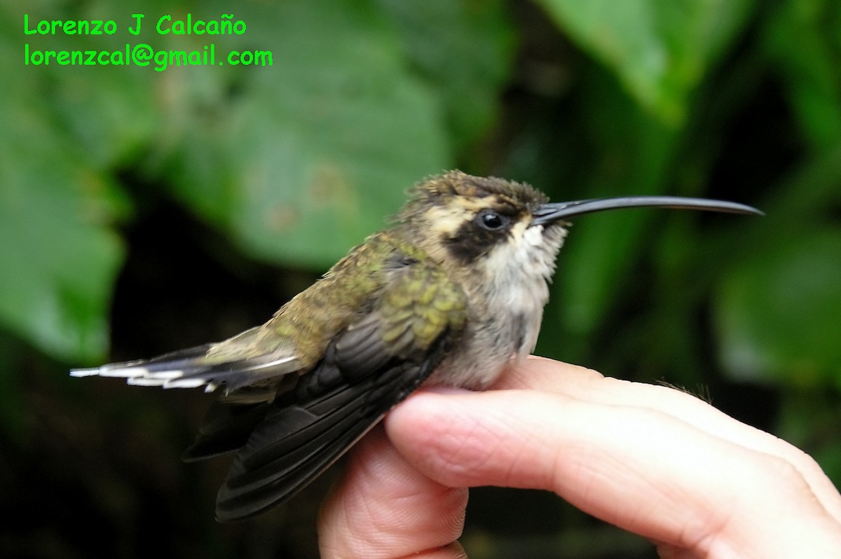 Pale-bellied Hermit - ML174728351