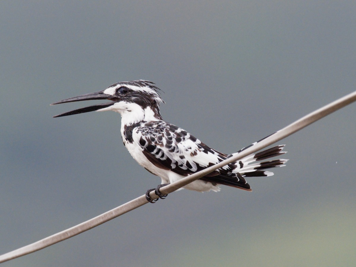 Pied Kingfisher - Derek Hon