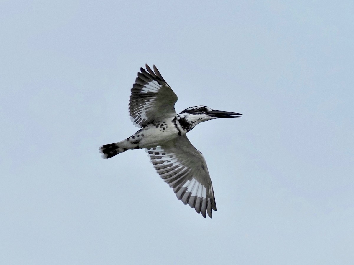 Pied Kingfisher - Derek Hon