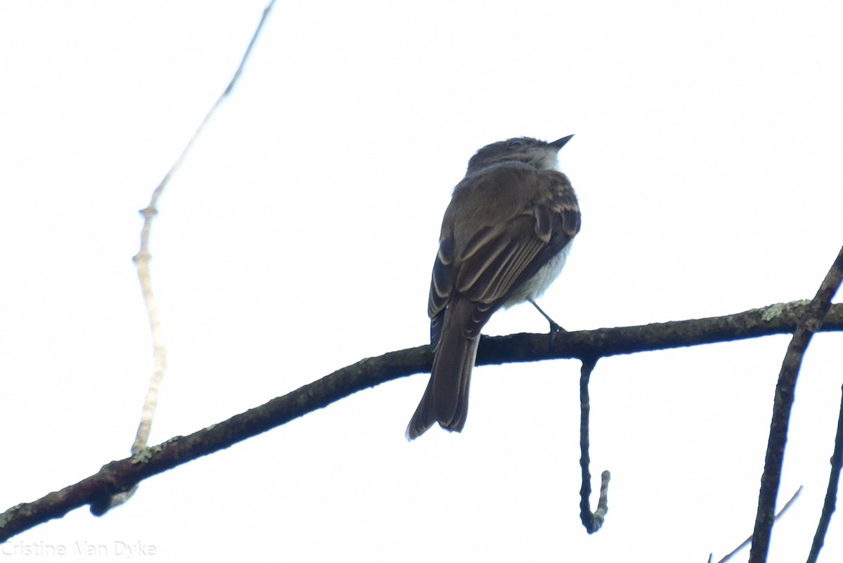 Eastern Phoebe - Cristine Van Dyke