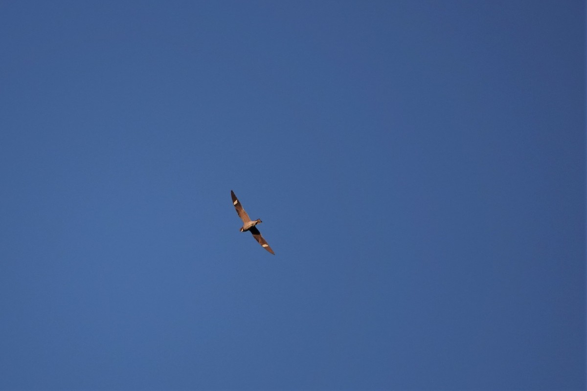 Common Nighthawk - Drew Monkman