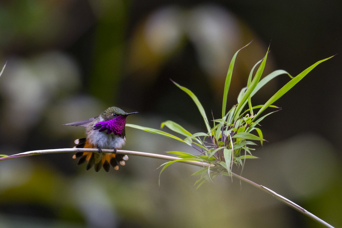 Wine-throated Hummingbird - ML174730991