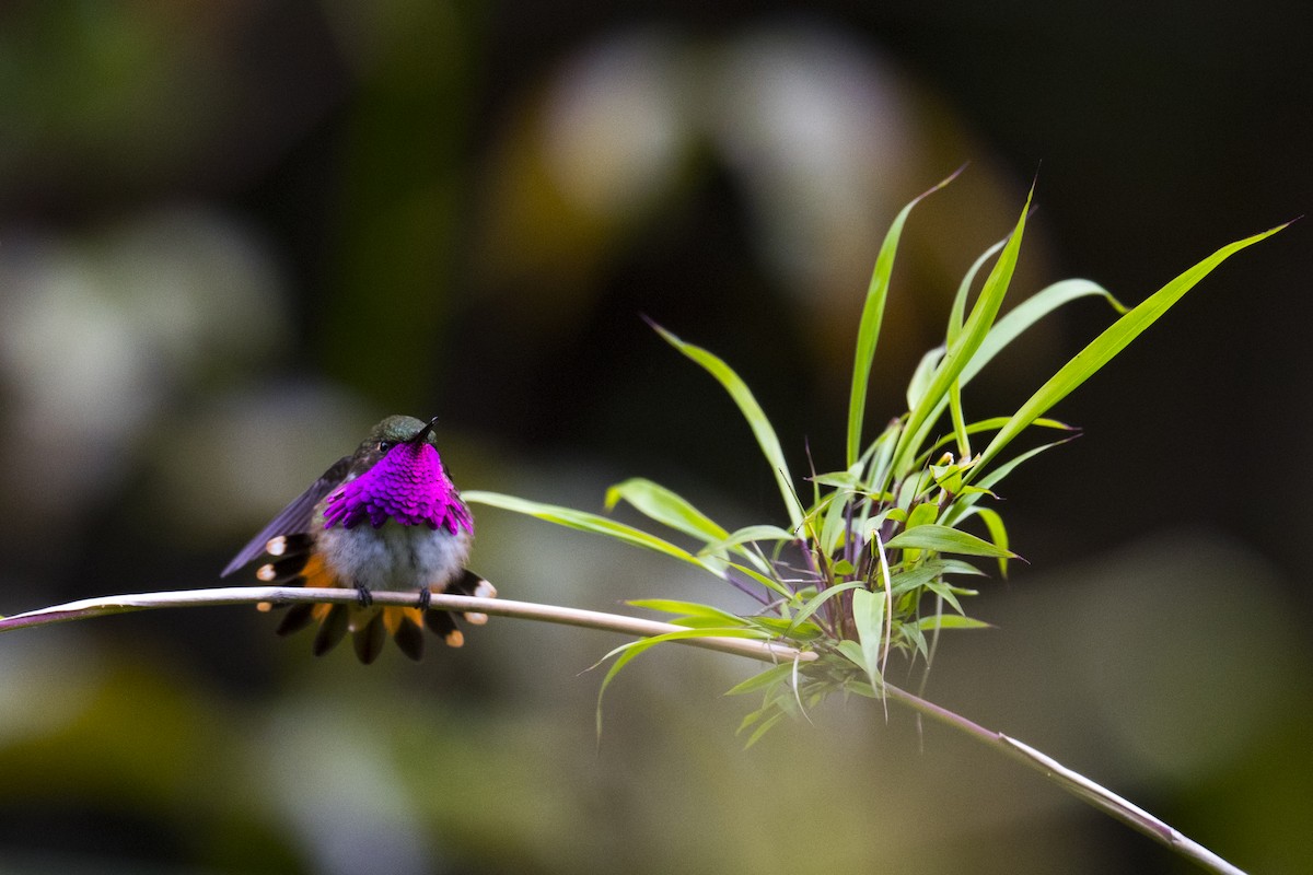 Wine-throated Hummingbird - ML174731001