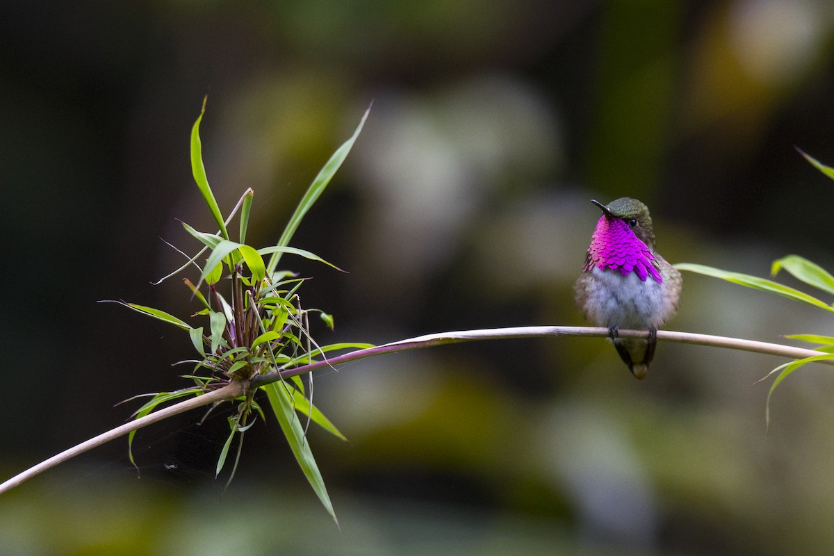 Wine-throated Hummingbird - ML174731011