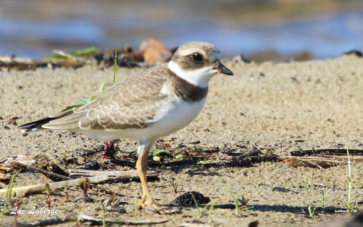 Semipalmated Plover - ML174733231