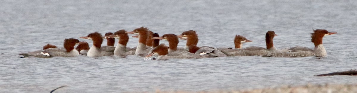 Common Merganser - ML174735071