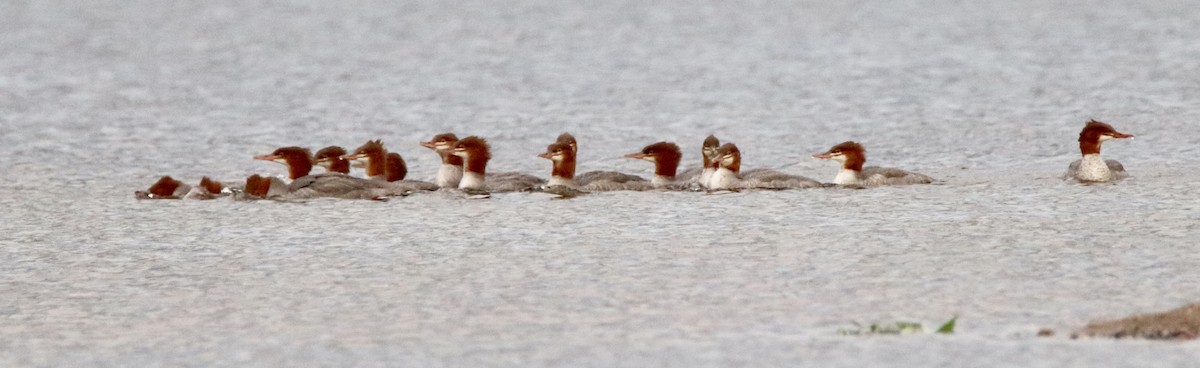 Common Merganser - ML174735091