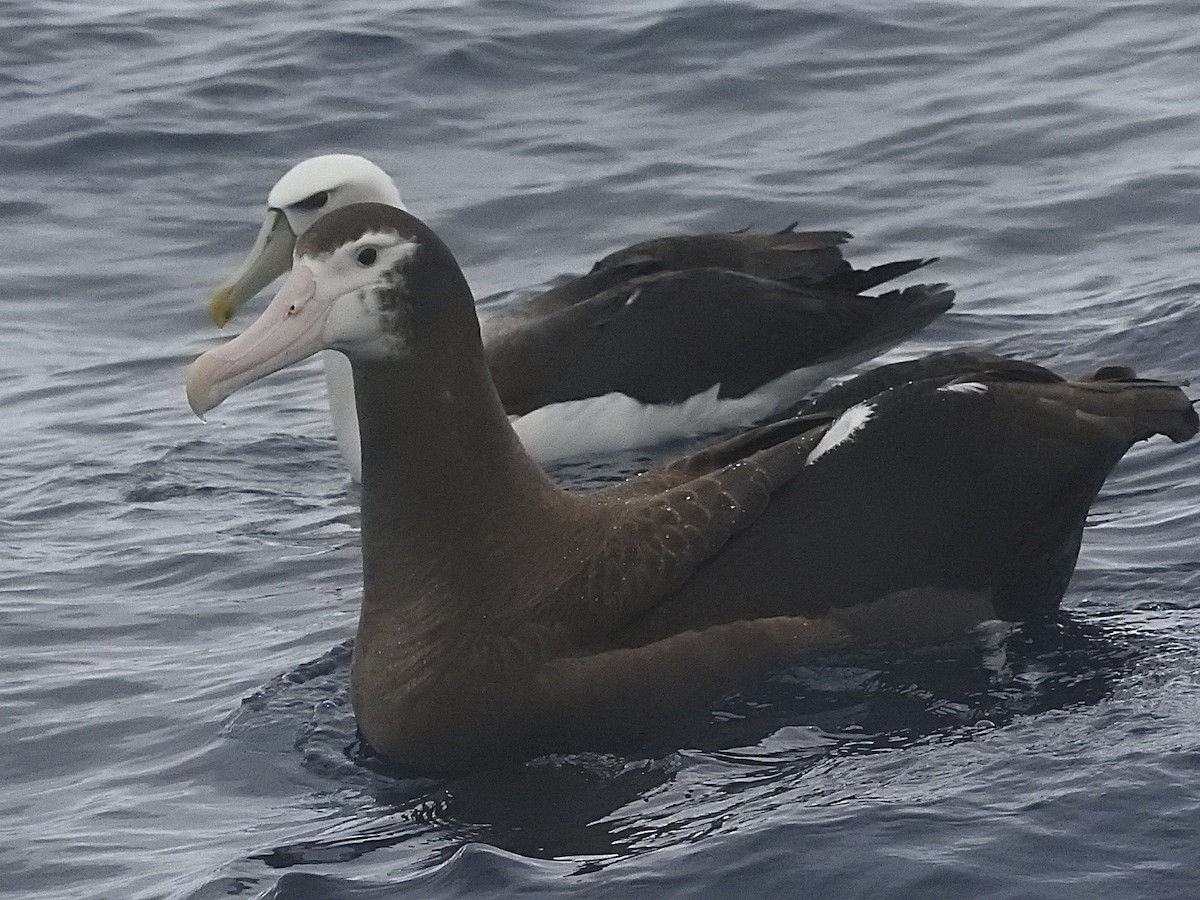 Albatros hurleur, A. de Tristan da Cunha ou A. des Antipodes - ML174735281