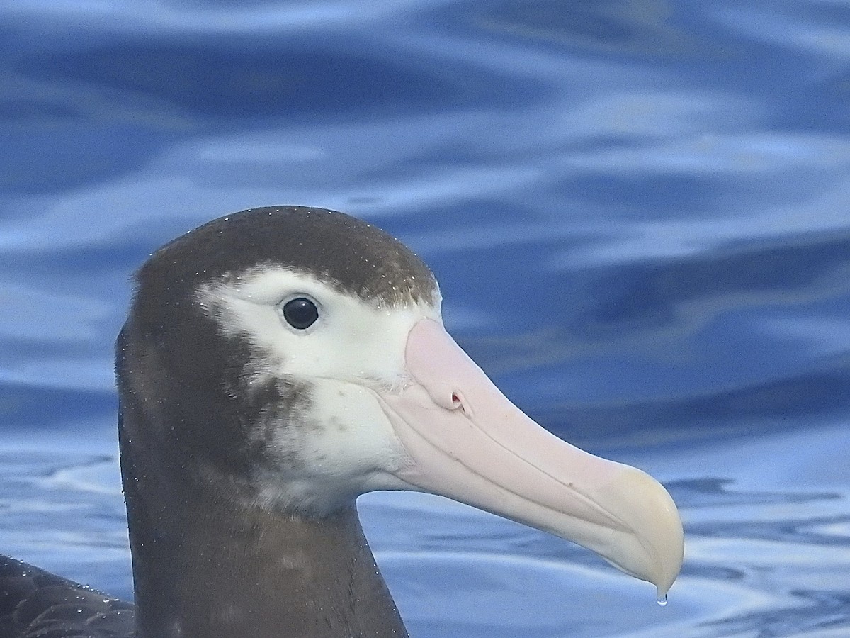 Albatros hurleur, A. de Tristan da Cunha ou A. des Antipodes - ML174735291