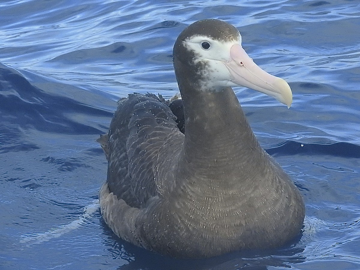 Albatros hurleur, A. de Tristan da Cunha ou A. des Antipodes - ML174735301