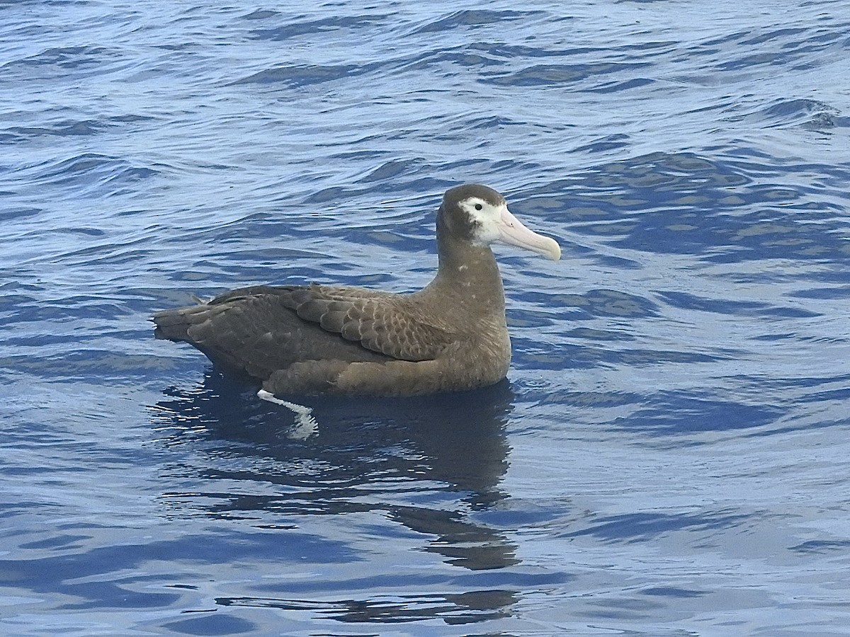 Albatros hurleur, A. de Tristan da Cunha ou A. des Antipodes - ML174735321