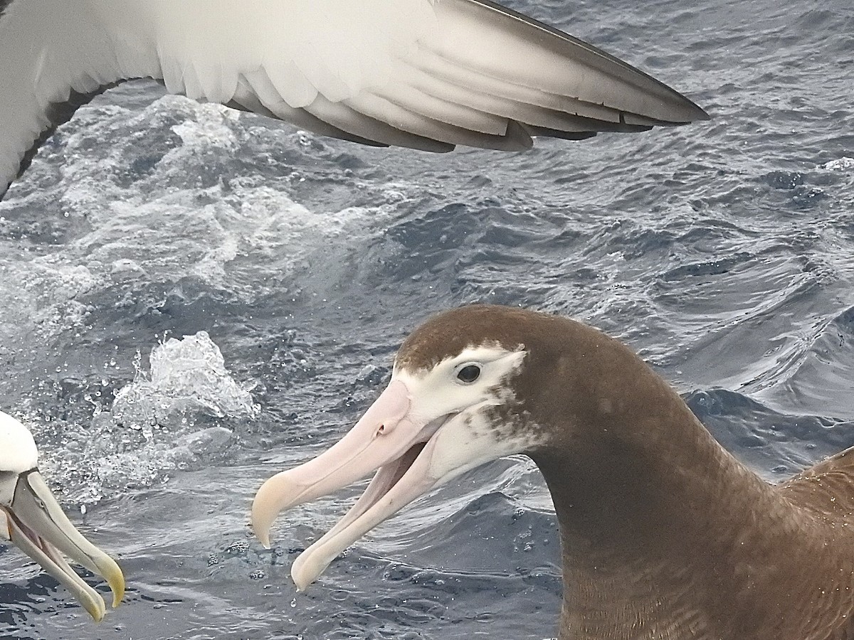 Albatros hurleur, A. de Tristan da Cunha ou A. des Antipodes - ML174735331