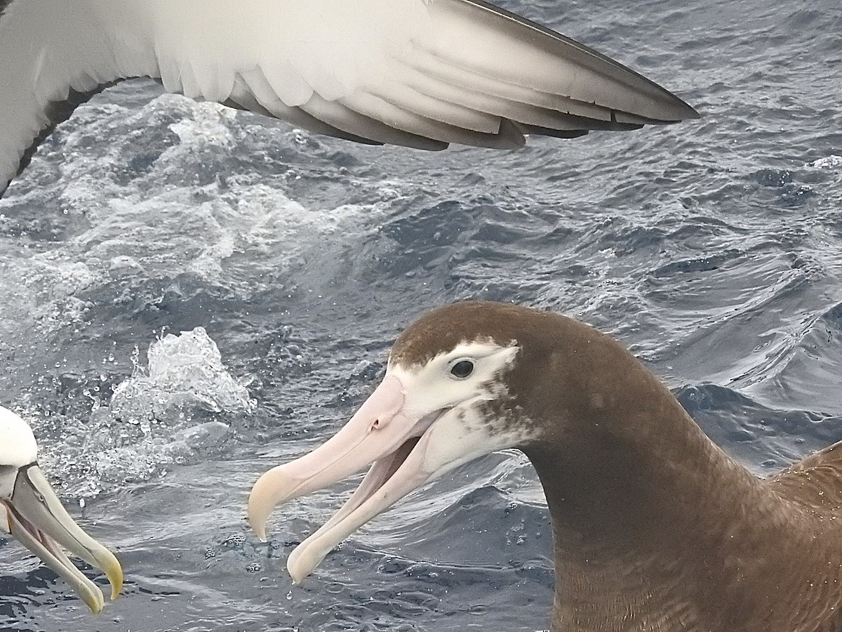 Ak Gezgin/Antipod Gezgin Albatrosu - ML174735331