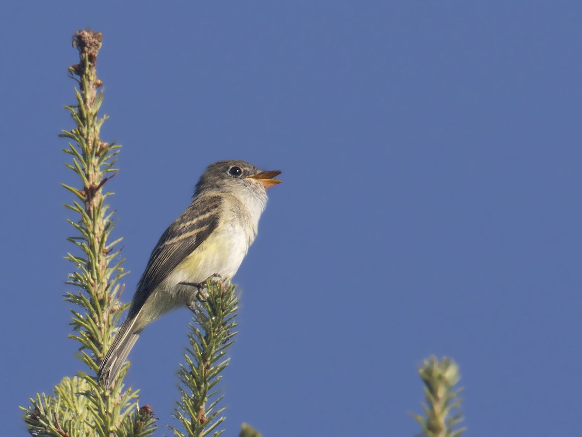 Least Flycatcher - pierre martin