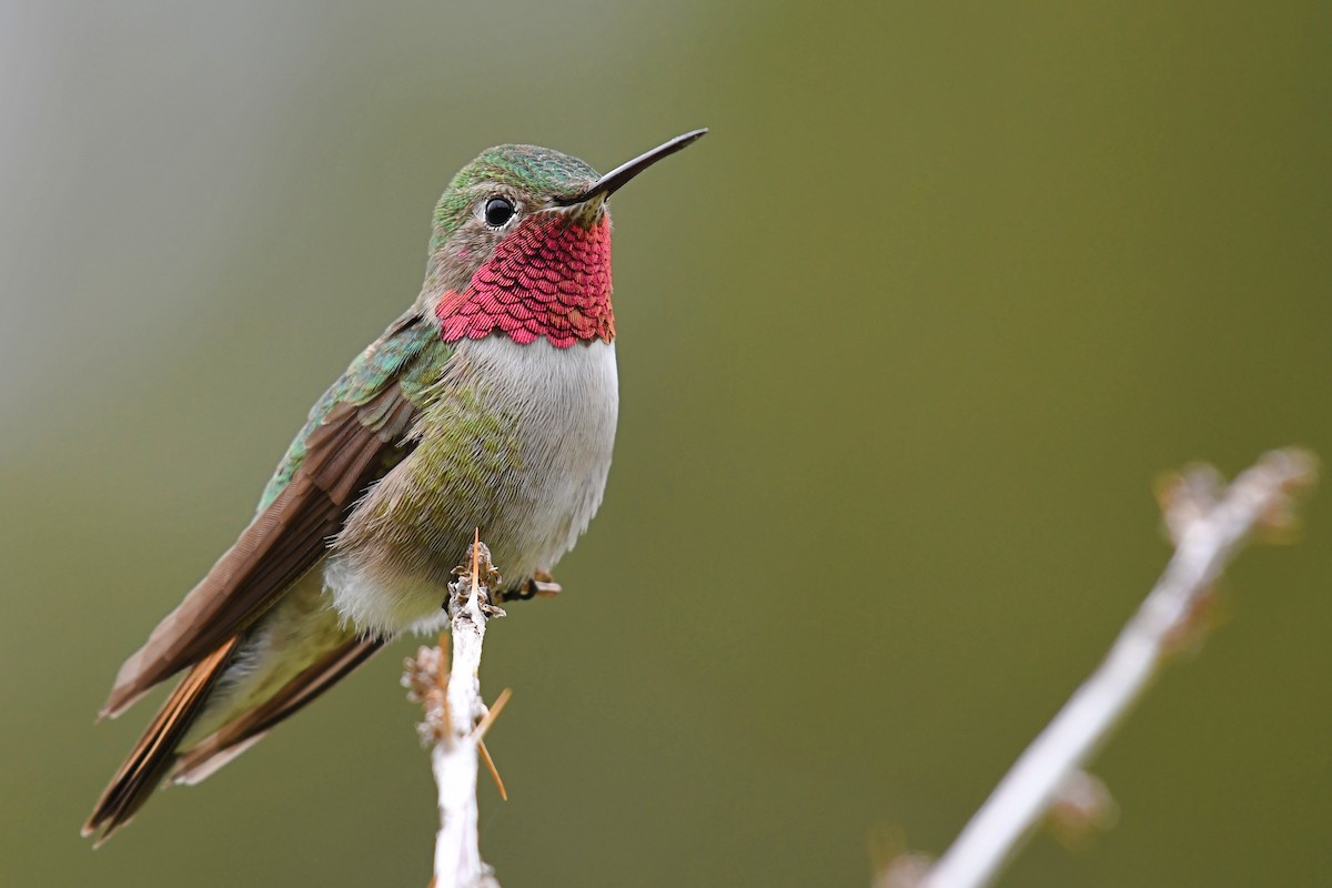 Broad-tailed Hummingbird - ML174739031