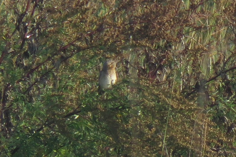 Eurasian Wryneck - ML174740071