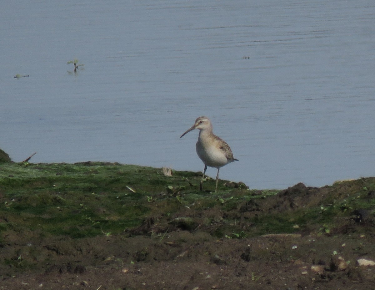 Curlew Sandpiper - ML174740201