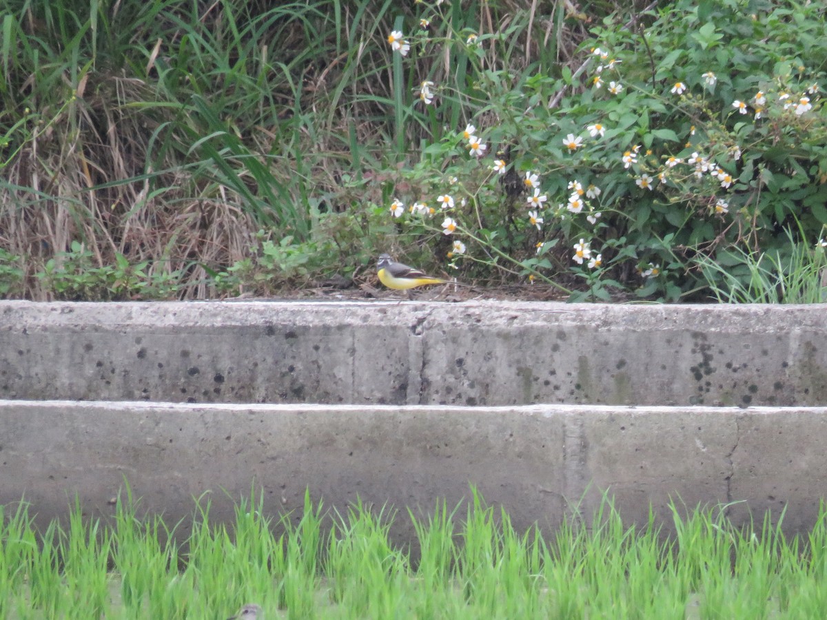 Gray Wagtail - ML174740881