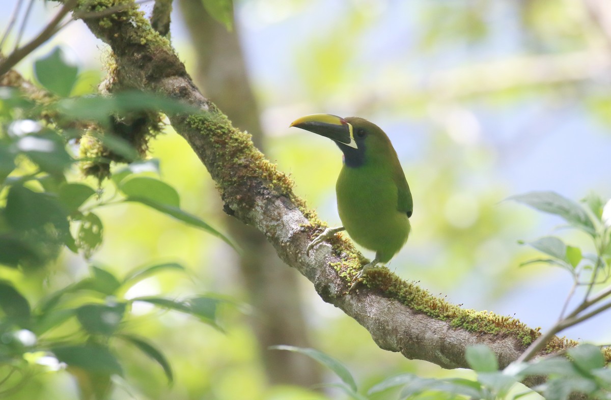 Northern Emerald-Toucanet - ML174742441