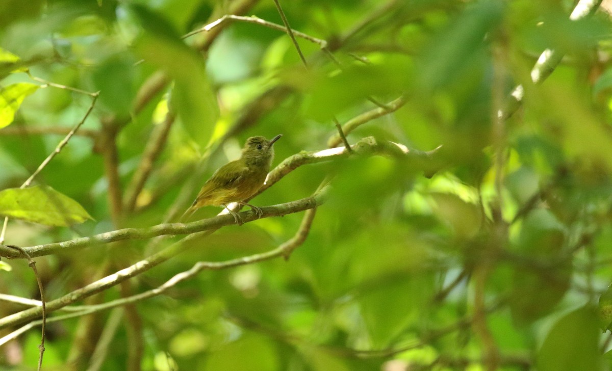 Ochre-bellied Flycatcher - ML174742711