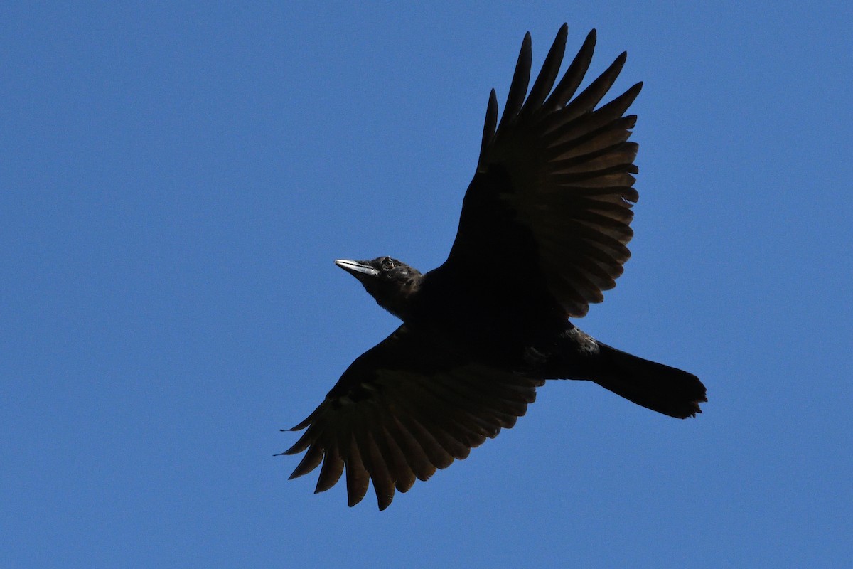 ML174743501 - American Crow - Macaulay Library